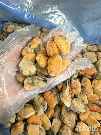 Гребешок на створке Крупный