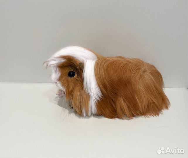 Перуанские морские свинки