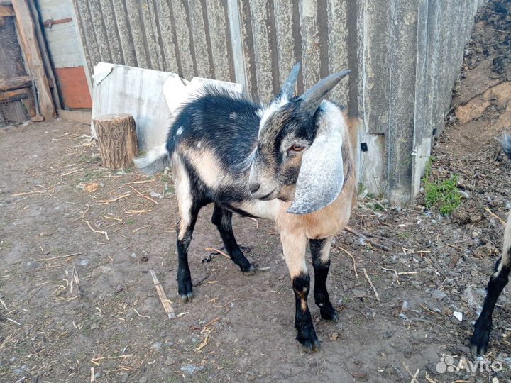 Нубийский козел на племя,гуси, петухи