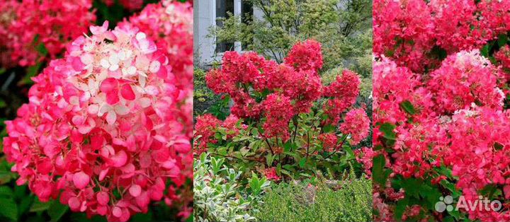 Гортензия Даймонд Руж