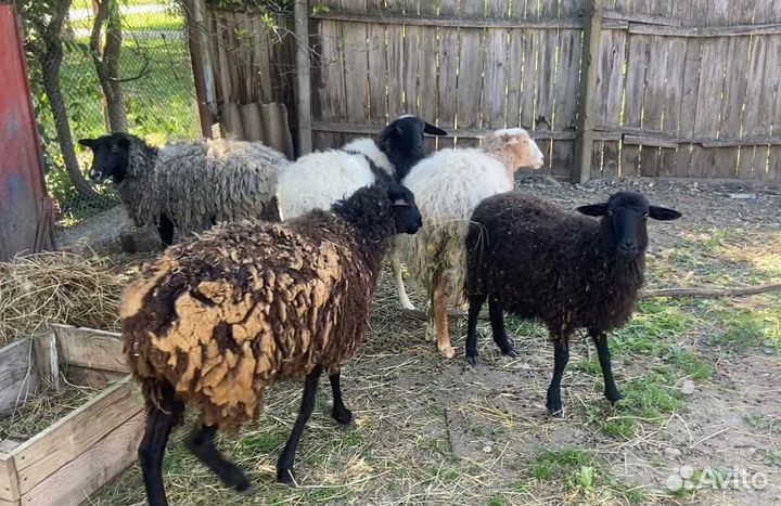 Овцы, барашки