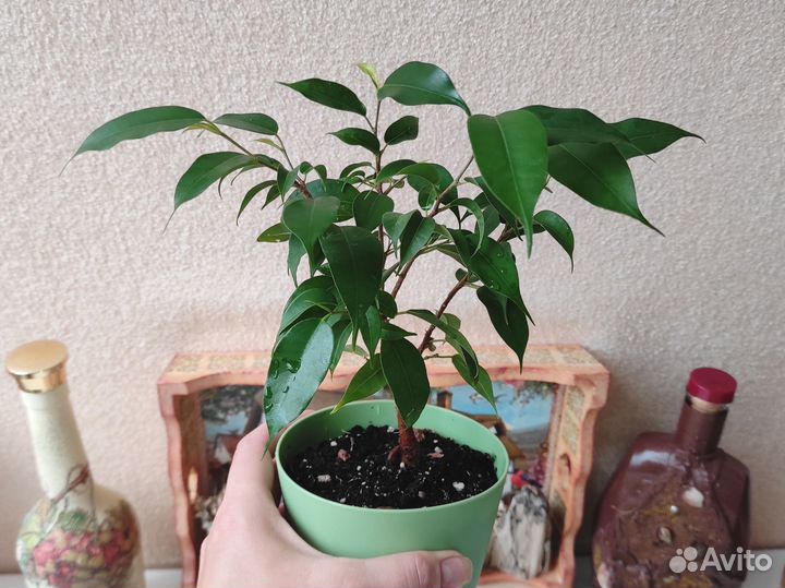 Фикус Бенджамина