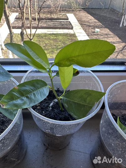 Саженцы мандарина