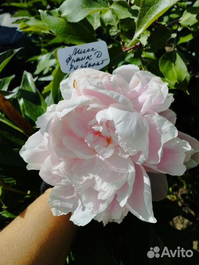 Пион Мисс Ф. Д. Рузвельт