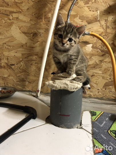 Отдам кошечку в добрые руки