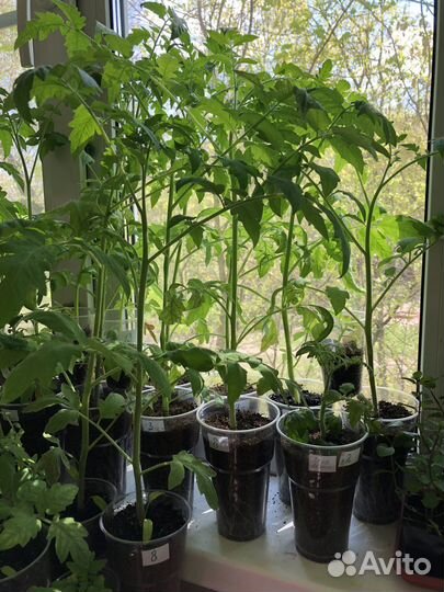 Отличная рассада ранних томатов и перцев