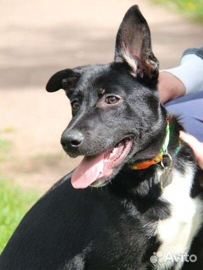 Щенок девочка Звездочка в добрые руки бесплатно