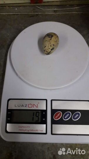 Перепела. инкубационное и столовое яйцо