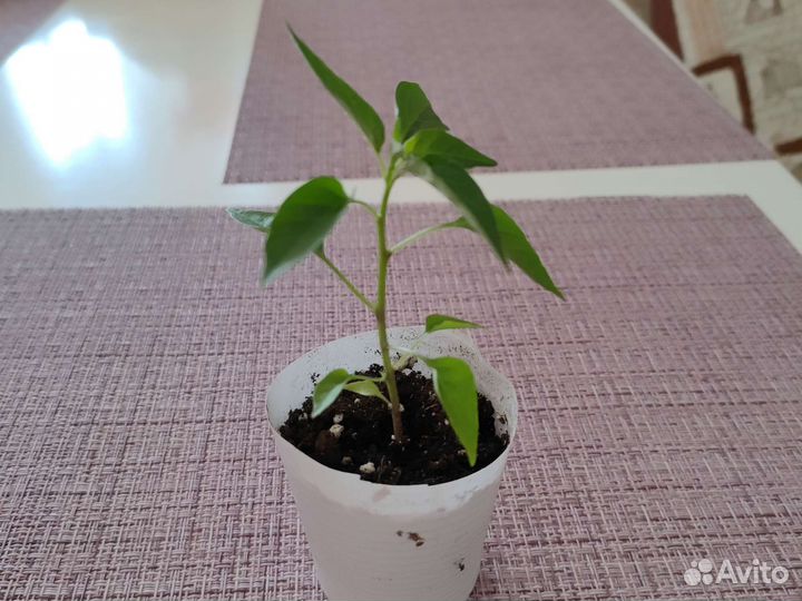 Перец декоративный комнатный