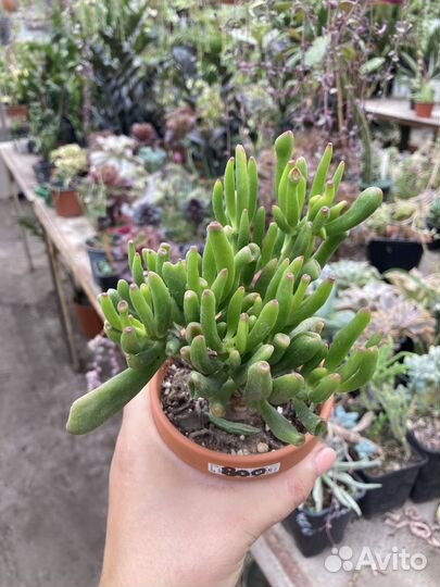 Крассулы взрослые из питомника растений
