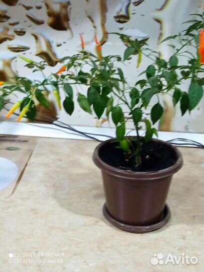 Перец жгучий, домашний