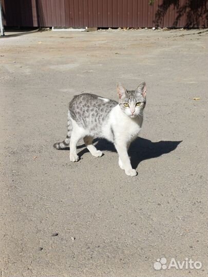 Котята в добрые руки бесплатно