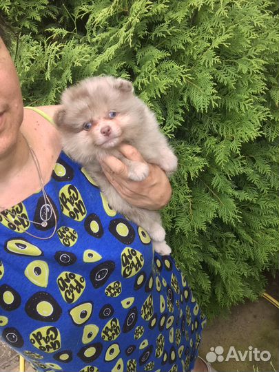 Щенки померанского шпица мерле лиловая Королева