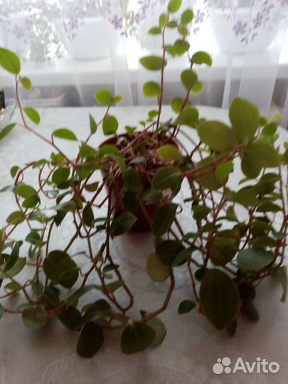 Комнатные цветы