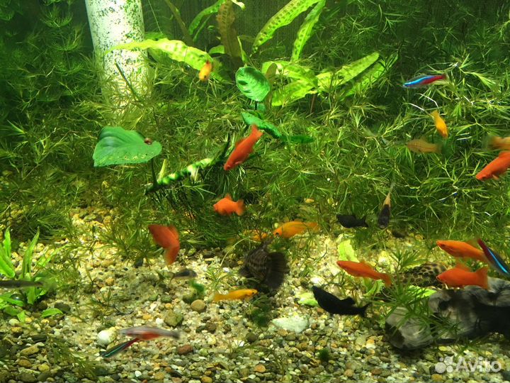 Аквариум 680 литров (был морской)