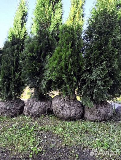 Туи зеленые