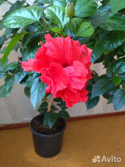 Гибискус китайская роза