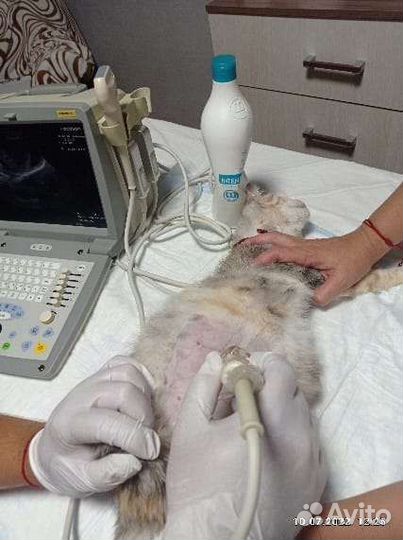 Ветеринар выезд на дом круглосуточно