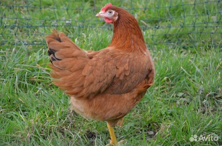 Куры несушки с доставкой