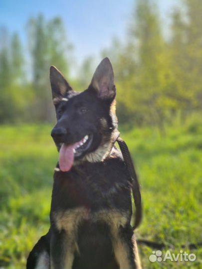 Подрощенные Девочки но