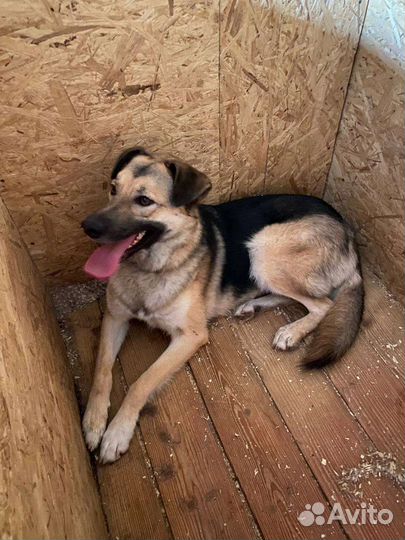 Молодая собака с несчастной судьбой в дар Москва