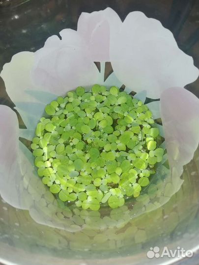 В дар аквариумное растение Пистия