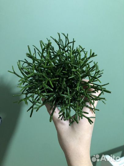 Хатиора солеросовидная / домашние растения цветы