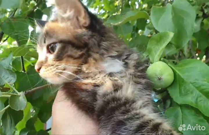 Маленький котейка