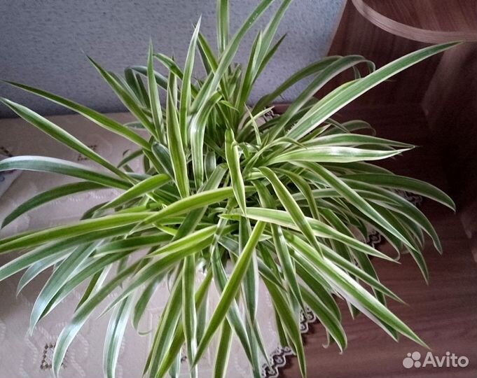 Хлорофитум