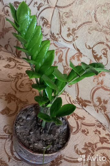 Замиакулькас