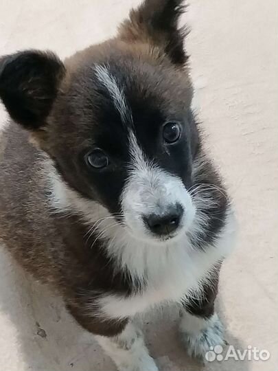 Собачий ребёнок