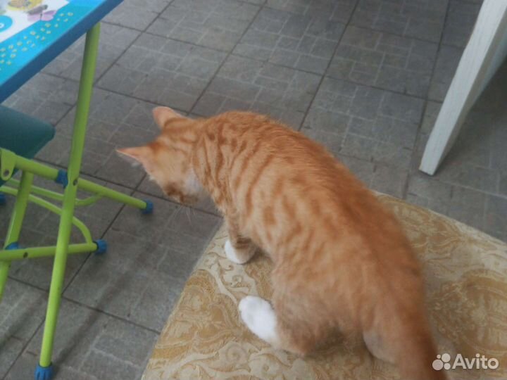Котенок мальчик 2,5 мес