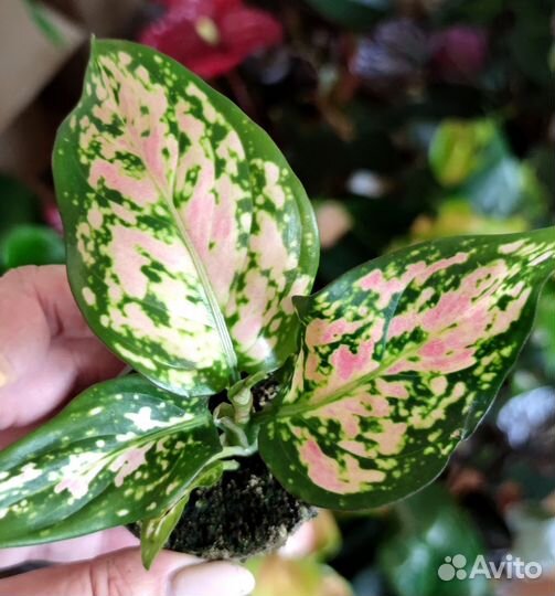 Аглаонема Red Zircon (детки)