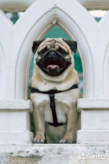 Вязка мопса