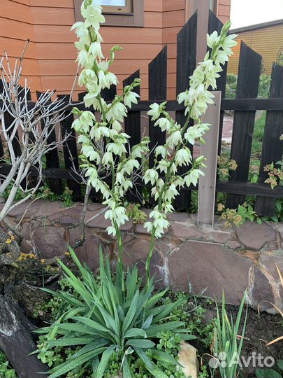 Редкие очитки, садовая юкка, шалфей мускатный