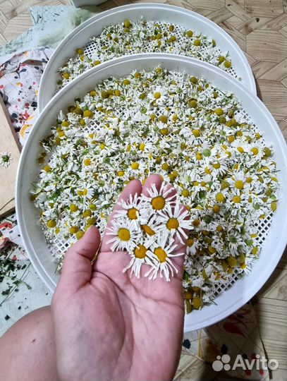 Ромашка сушеная