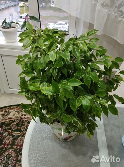 Фикус Бенджамина