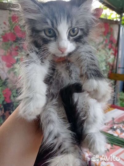 Котëнок в добрые руки