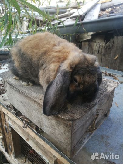 Фр. Баран крольчата
