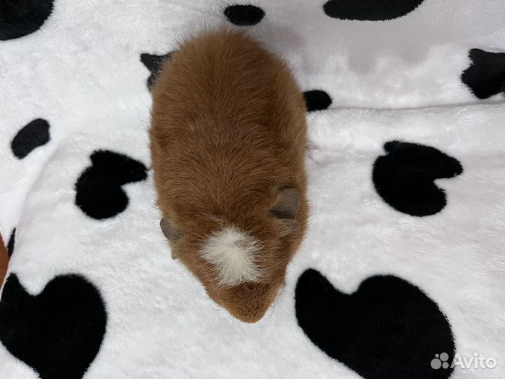 Морская свинка тедди девочка