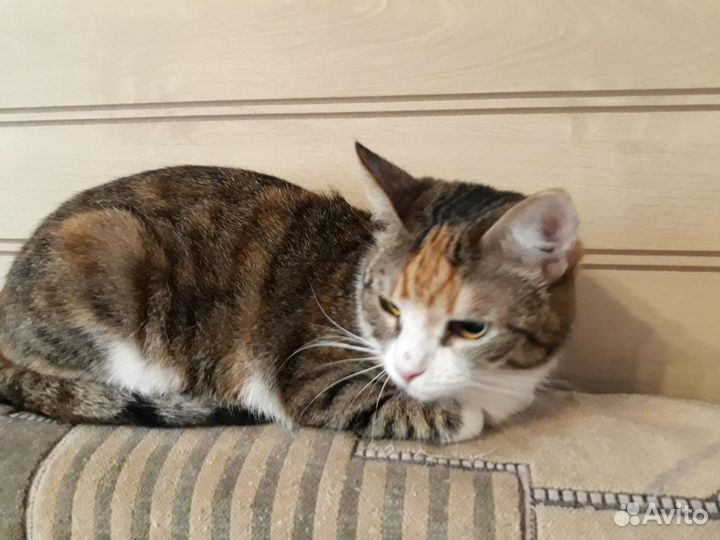 Трёхцветная Варька подарит Вам счастье, стерильная