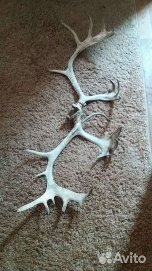 Рога оленя