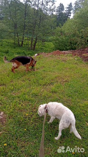 Ждут волонтеров и ответственных хозяев