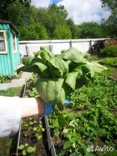 Свежая зелень