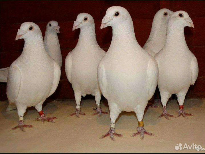 Голуби на свадьбу пара белых на выпуск