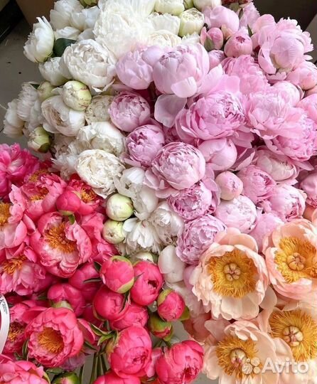 Пионы с бесплатной доставкой