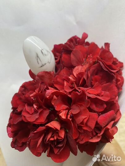 Пеларгонии укорененные черенки