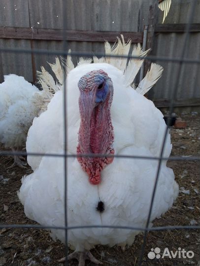 Индюки на мясо