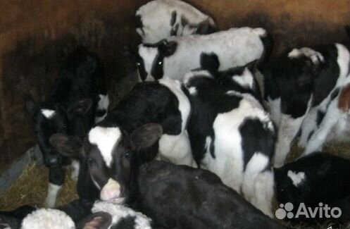 Бычки на откорм