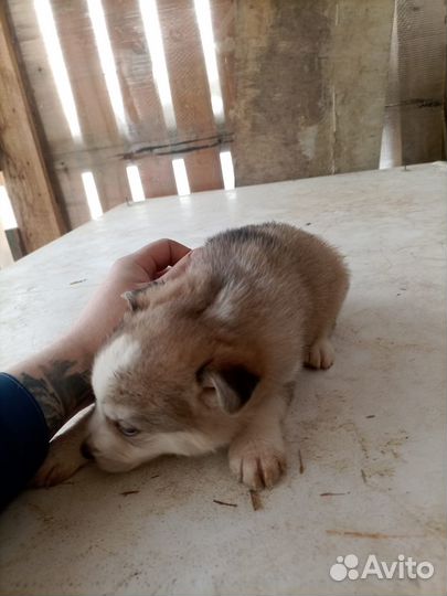 Щенята в добрые руки